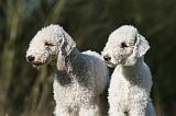 BEDLINGTON TERRIER 235